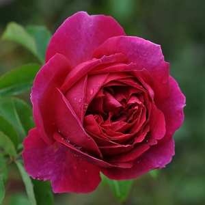 Rosa Macbeth - rose - rosiers anglais